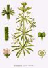 Galium aparine